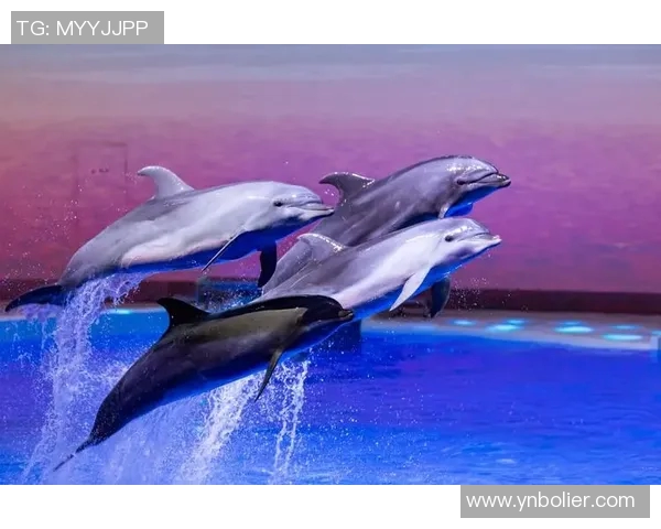 曼塔海豚与麦德林的奇妙邂逅探索海洋与城市的完美融合 曼塔海豚与麦德林的奇妙邂逅探索海洋与城市的完美融合